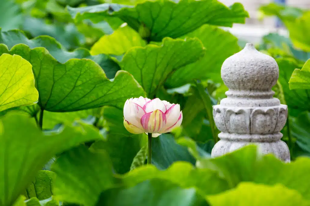 Lotus In Nature